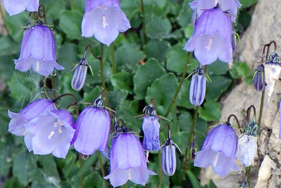 Campanula cochleariifolia / Campanula a foglie di coclearia